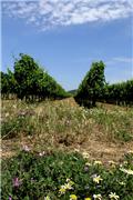 Spring in Tuscany